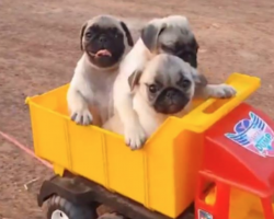 Pug Puppies Riding In Makeshift Train On A Bike Is The Best Thing You’ll See All Day!