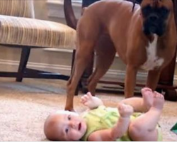 Baby Can’t Stop Laughing When She Gets Loving Boxer’s Cuddles