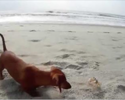 (VIDEO) Adorable Dachshund discovers a crab at the beach