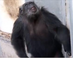 Rescued Chimps In Awe When They See The Sky For The First Time