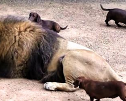 A 5 lb. Dachshund Cares for a 500 lb. Disabled Lion. This Will Touch Your Soul!