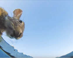 Guy Hides Camera In Bucket Of Water To See Who Comes To Drink, And Result Doesn’t Disappoint