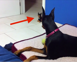 Sometimes it’s tough being a big dog—and other times it’s hilarious