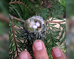 Government urges everyone to check their gardens for tiny eggs before they prune. Here’s why