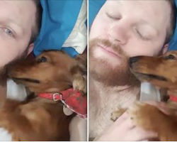 Dachshund Has The Most Adorable Reaction When Her Dad Stops Scratching Her