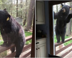 Bear Wants The Brownies That Woman Is Baking And Comes Knocking At Her Door