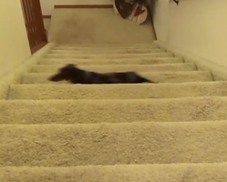 Cute Dachshund Climbs Stairs In Hilarious Way