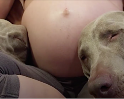 Dogs wait 9 long months to meet their new baby brother, and now that he’s here… ❤️