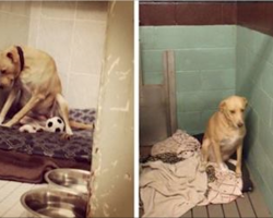 “Saddest Dog In The World” Is Homeless Again