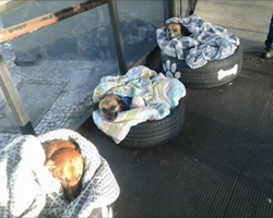 Bus Station Staff Open Their Hearts And Their Doors To Stray Dogs In Cold Weather