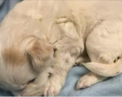 They Weren’t Sure How Long This Tiny Pup Would Live. But You’re About To See Something Amazing.