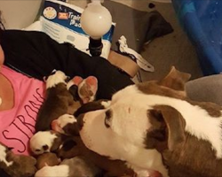 One By One, Dog Lovingly Puts Her Newborn Puppies Into Her Foster Mom’s Lap