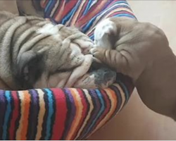 Bulldog Puppy Adorably Tries To Wake Up Mom For Playtime