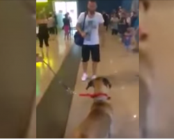 Dog stops and stares at the owner he hasn’t seen in 3 years, but the real reaction is coming…