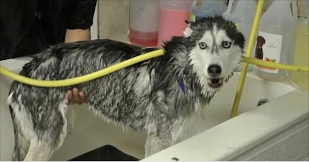 Adorable Husky Sings In The Shower While Getting A MuchNeeded Bath