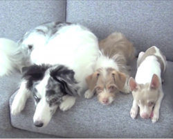 They may look like 3 normal dogs, but you haven’t seen anything yet