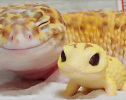 This Gecko Can’t Stop Smiling When He’s Around His Toy Gecko, And Their Pics Will Make Your Day