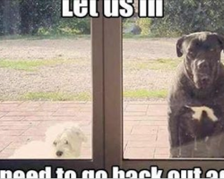 14 Things Dogs Do That Drive Pet Parents Nuts