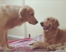 Daddy Dog Asks To Say ‘Hello’ To His Puppies