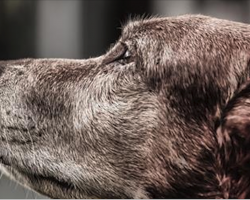 You May Be Surprised To Find Out How Old Your Dog REALLY Is!