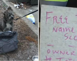 Two Women Find An Abandoned Dog Tied To A Pole – And A Heartbreaking Note Lying Beside Him