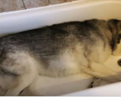 Mom pulls back shower curtain to find Husky in tub – This video is hysterical