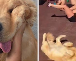 17 Golden Retrievers Who Will Massively Improve Your Life