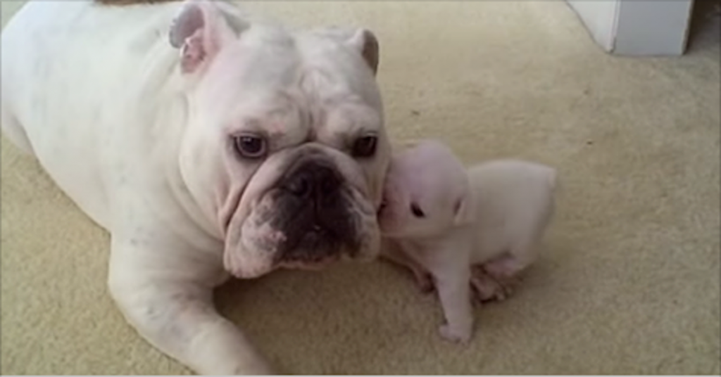 Ever seen a puppy throw a temper tantrum? The little pup in this video