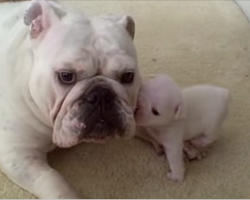 Ever seen a puppy throw a temper tantrum? The little pup in this video sure does…