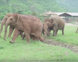 Elephants Run To Greet A New Rescued Baby Elephant At Refuge