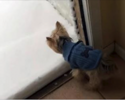 Little dog needs to go outside but quickly realizes there’s snow, has a precious reaction