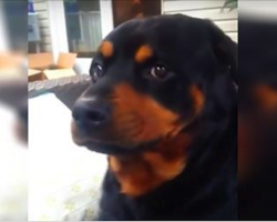 He Asks His Rottweiler To Make A Mean Face. Wait Until You See What That Looks Like