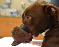BREAKING NEWS: Individual Taken Into Custody And Charged For Taping Dog’s Mouth Shut
