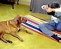 Flexible Dog Shows His Human How Yoga Should Be Done