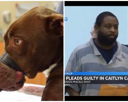 UPDATE: Man Who Abused Caitlyn The Dog Pleads Guilty