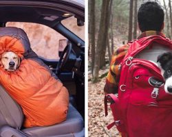 Photos Reveal That Camping With Dogs Is Not Only Fun It Is Inspiring Too