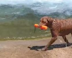 Clever Dog Figures Out How To Play Fetch On His Own