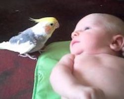 Sweet Cockatiel Sings Sweet Lullaby To 2-Week-Old Baby