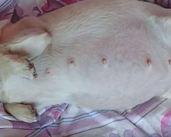 Pregnant chihuahua has enormous belly, shocks everyone when she delivers 10 puppies