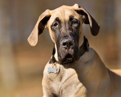 Great Dane Discovers A Trampoline. What Happens Next Will Have You ROLLING With Laughter!