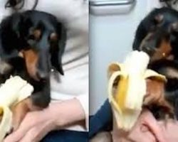 Dachshund Eats A Banana In The Cutest Way Possible