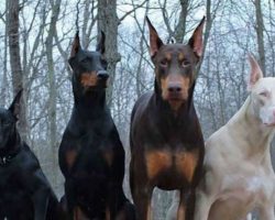 Fascinating Facts Most People Don’t Know About Dobermans
