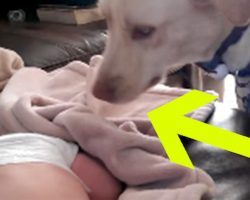 Dog Sneaks up While Baby’s Sleeping – What the Camera Catches is Spreading like Wildfire