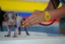 Top 10 Reasons Dogs And Cats Visit The Vet