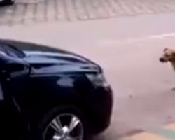 Dog approaches car that is blasting loud music. He immediately busts out his smooth dance moves