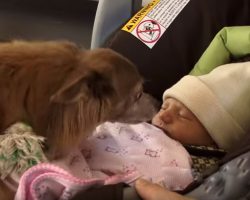 Chihuahua Meets His Baby Human Sister For The Very First Time