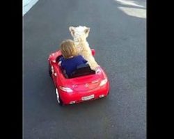 Baby Wanted To Take A Ride In His Car. Now Watch What The Dog Does…