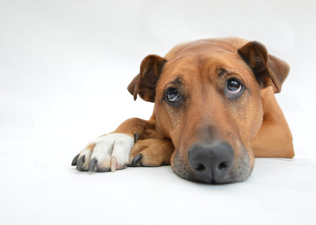 5 Ways You May Be Unintentionally Hurting Your Dog’s Feelings