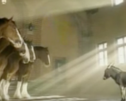 Little donkey stands before the Clydesdales, and what follows will have you in stitches