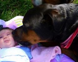 30 Reasons Why Rottweilers Are The Most Dangerous Pets. #30 Is So Scary
